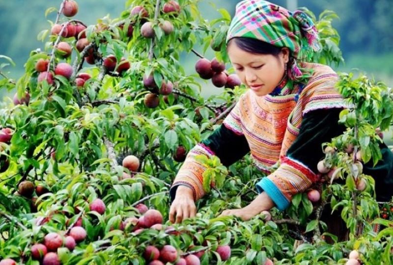 jardin-de-ciruela-en-moc-chau-vietnam