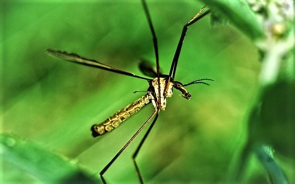 temporada-de-mosquitos