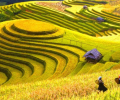 Explora las terrazas de arroz en Hoang Su Phi